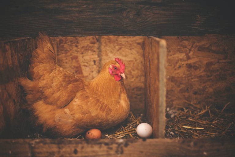 L’humidité optimale pour la couvaison des œufs de poule
